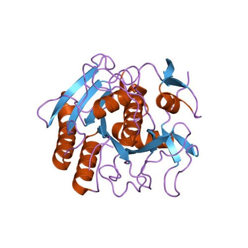 Proteinase_K-500x500